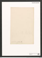 Pleurosigma distortium W.Sm. (de-Toni-Nr.: Genus 13, Species 1094) Zeichnungen Sammlung Grunow (NHMW-BOT-W0369167)